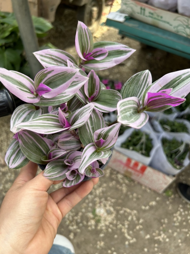 油画婚礼多肉植物油画吊兰盆栽耐旱好养