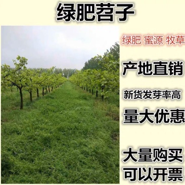 毛苕子种子果园绿肥饲用养殖牧草蜜源花卉固土护坡长柔毛野豌