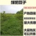 毛苕子种子果园绿肥饲用养殖牧草蜜源花卉固土护坡长柔毛野豌