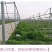 毛苕子种子果园绿肥饲用养殖牧草蜜源花卉固土护坡长柔毛野豌