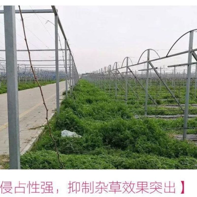 毛苕子种子果园绿肥饲用养殖牧草蜜源花卉固土护坡长柔毛野豌