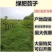 毛苕子种子果园绿肥饲用养殖牧草蜜源花卉固土护坡长柔毛野豌