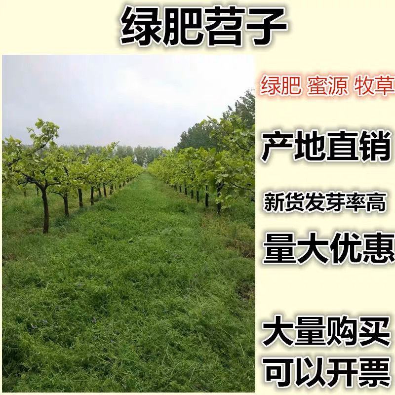 毛苕子种子果园绿肥饲用养殖牧草蜜源花卉固土护坡长柔毛野豌
