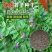 毛苕子种子果园绿肥饲用养殖牧草蜜源花卉固土护坡长柔毛野豌