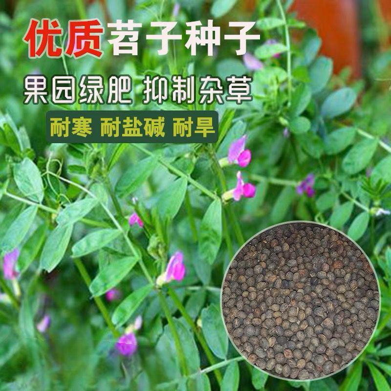 毛苕子种子果园绿肥饲用养殖牧草蜜源花卉固土护坡长柔毛野豌