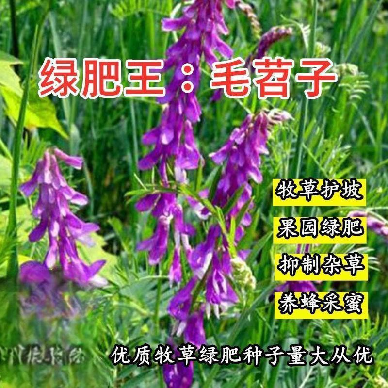 毛苕子种子果园绿肥饲用养殖牧草蜜源花卉固土护坡长柔毛野豌