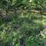 毛苕子种子果园绿肥饲用养殖牧草蜜源花卉固土护坡长柔毛野豌