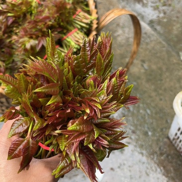 香椿