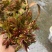 香椿