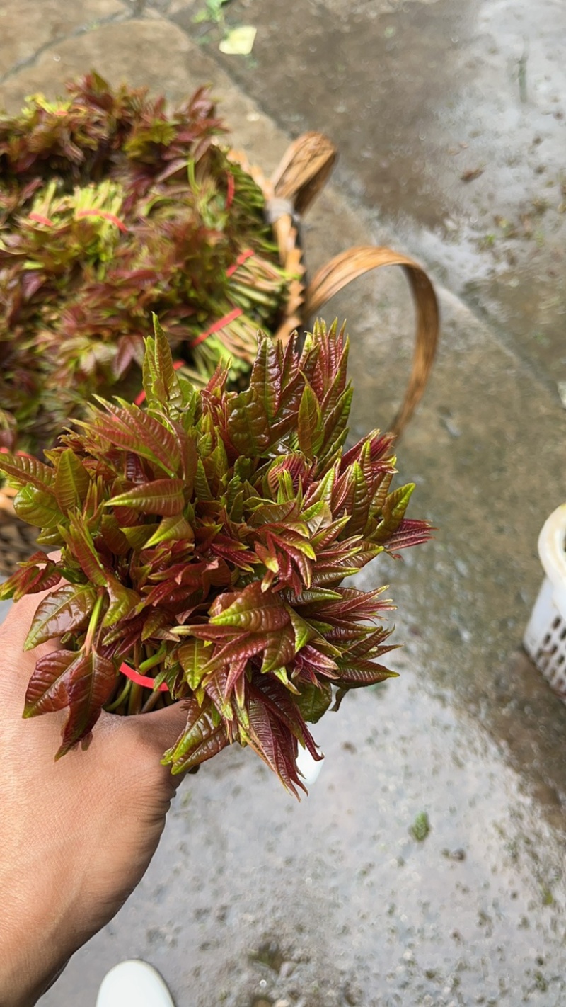 香椿