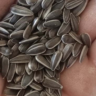 鸽粮，油葵，过风过筛精选精品，每一粒都是精选，
