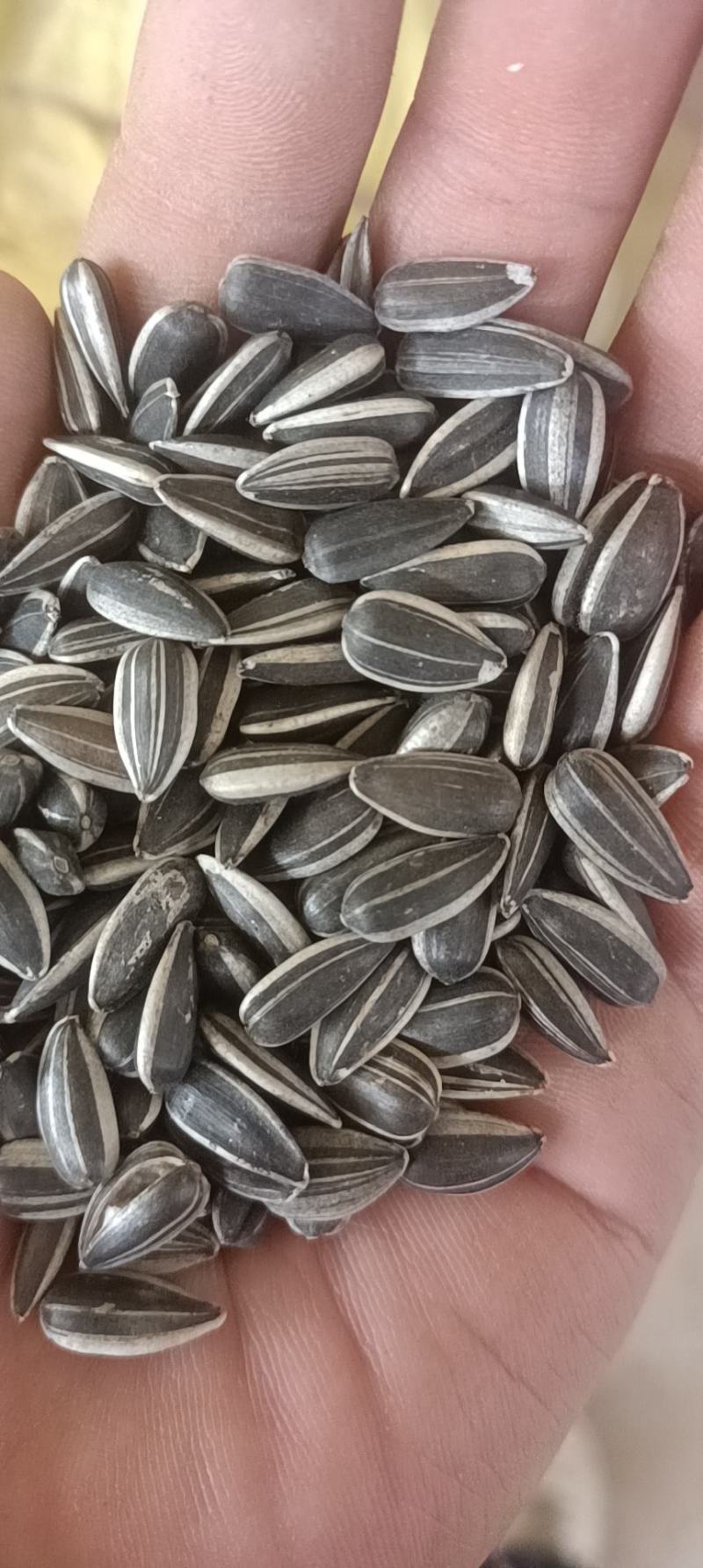 鸽粮，油葵，过风过筛精选精品，每一粒都是精选，