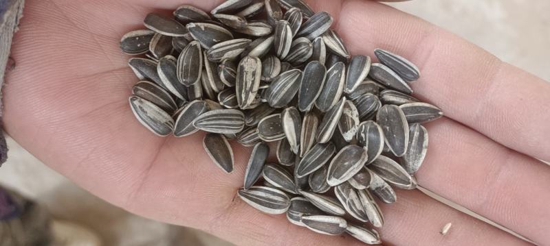 鸽粮，油葵，过风过筛精选精品，每一粒都是精选，