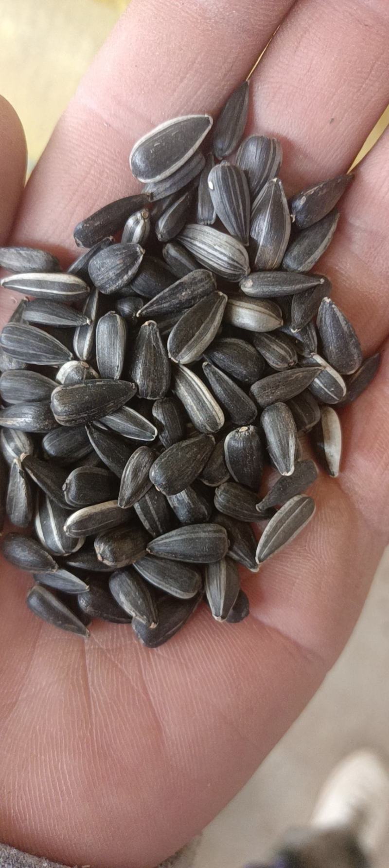 鸽粮，油葵，过风过筛精选精品，每一粒都是精选，