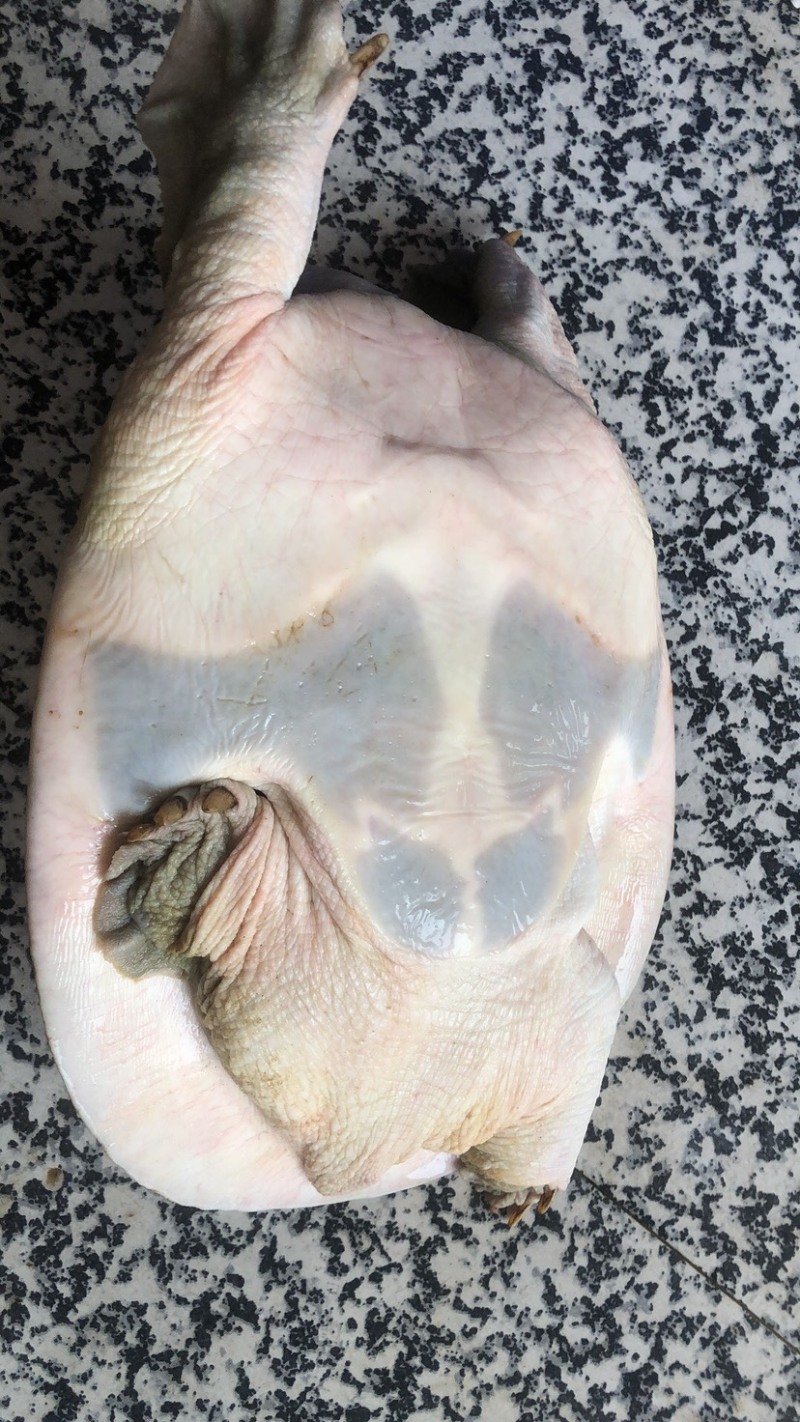 老种鱼母