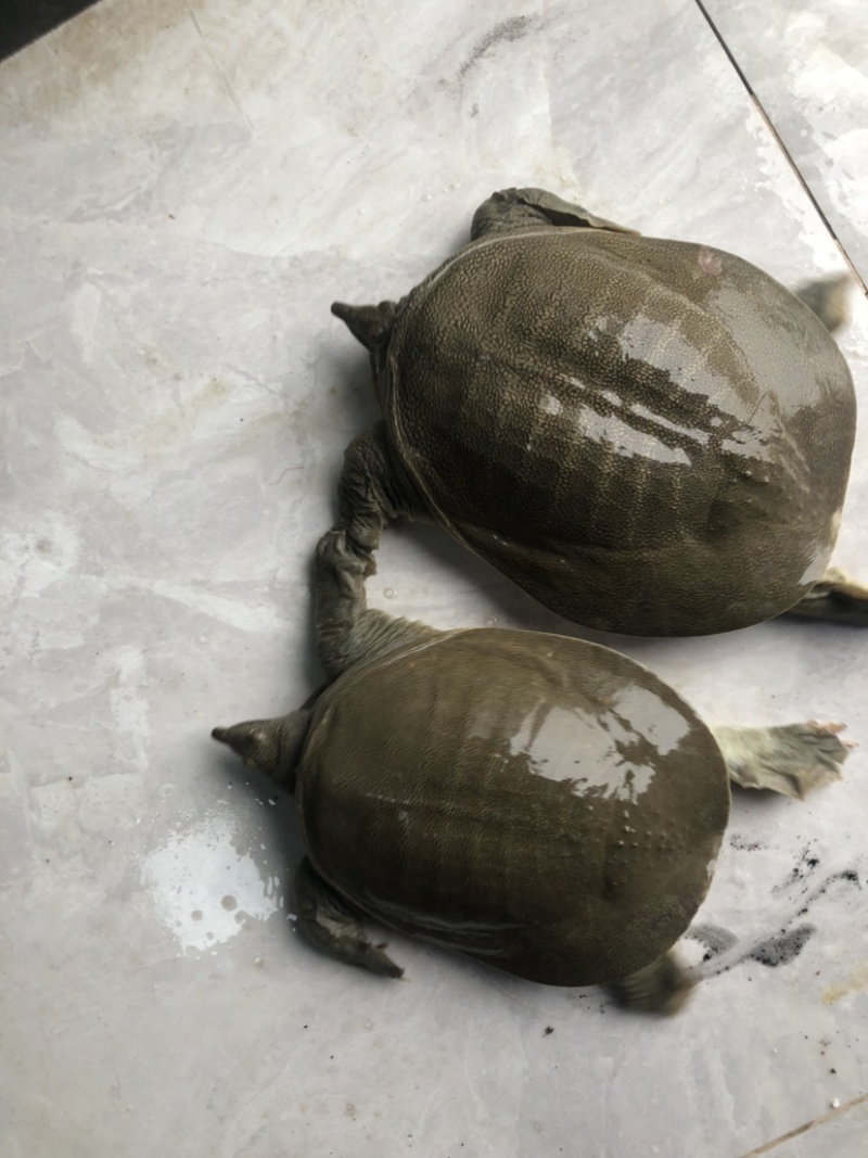 老种鱼母