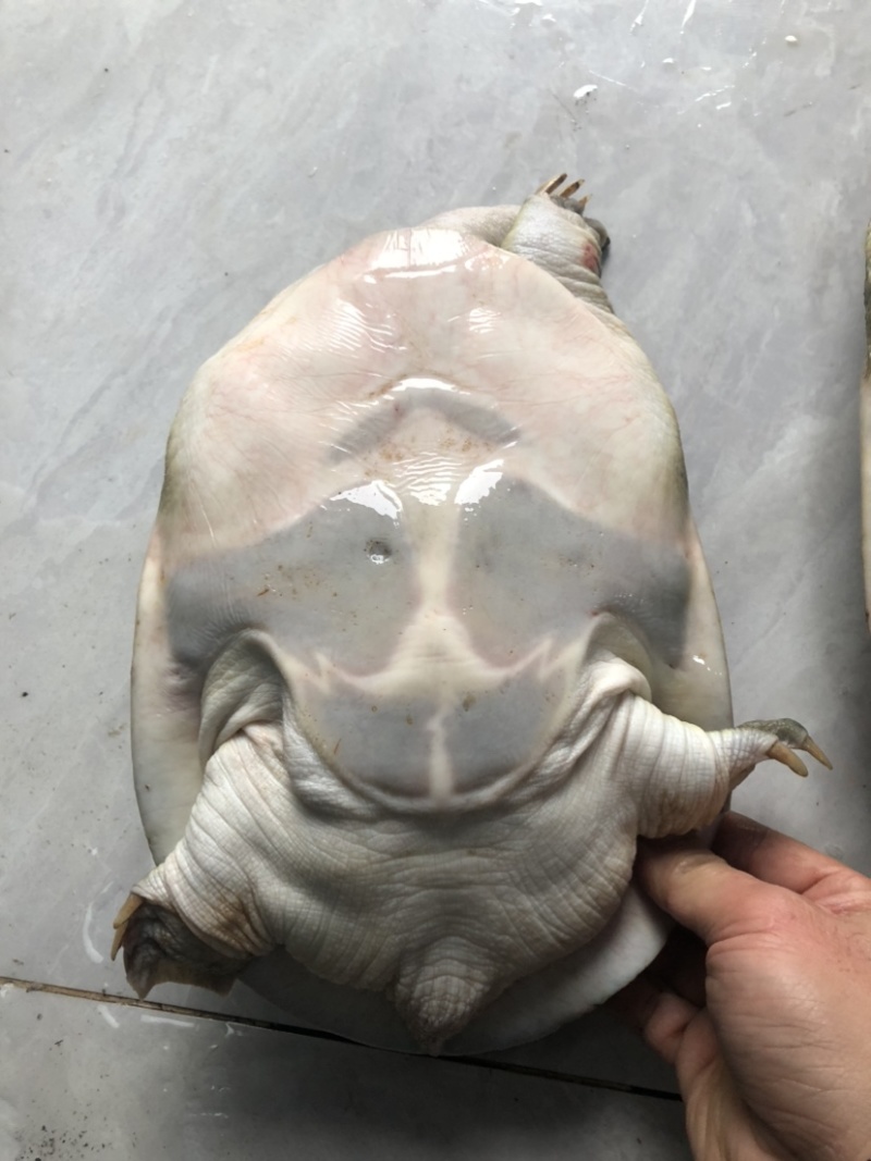 老种鱼母