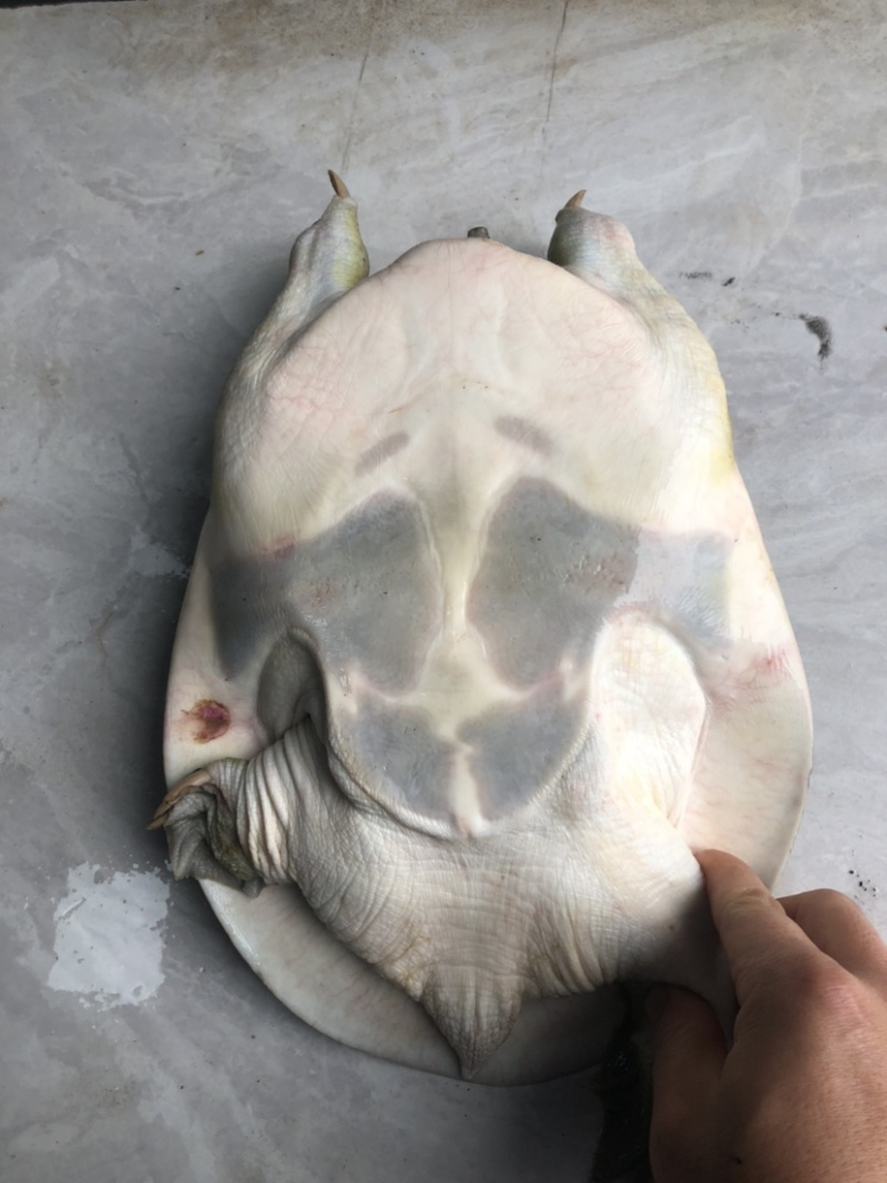 老种鱼母