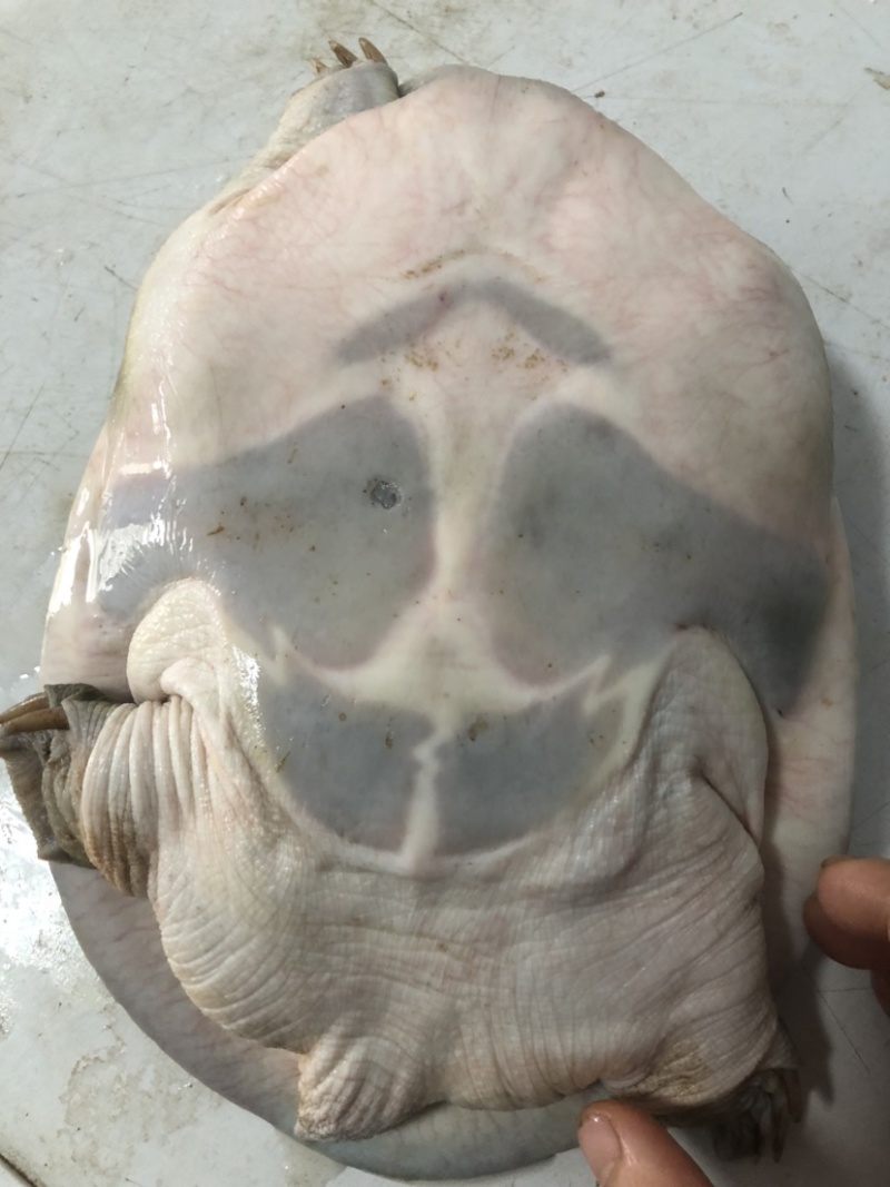 老种鱼母