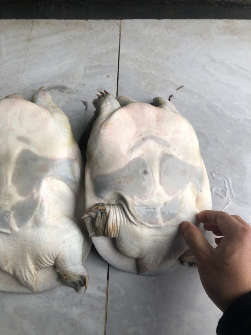 老种鱼母