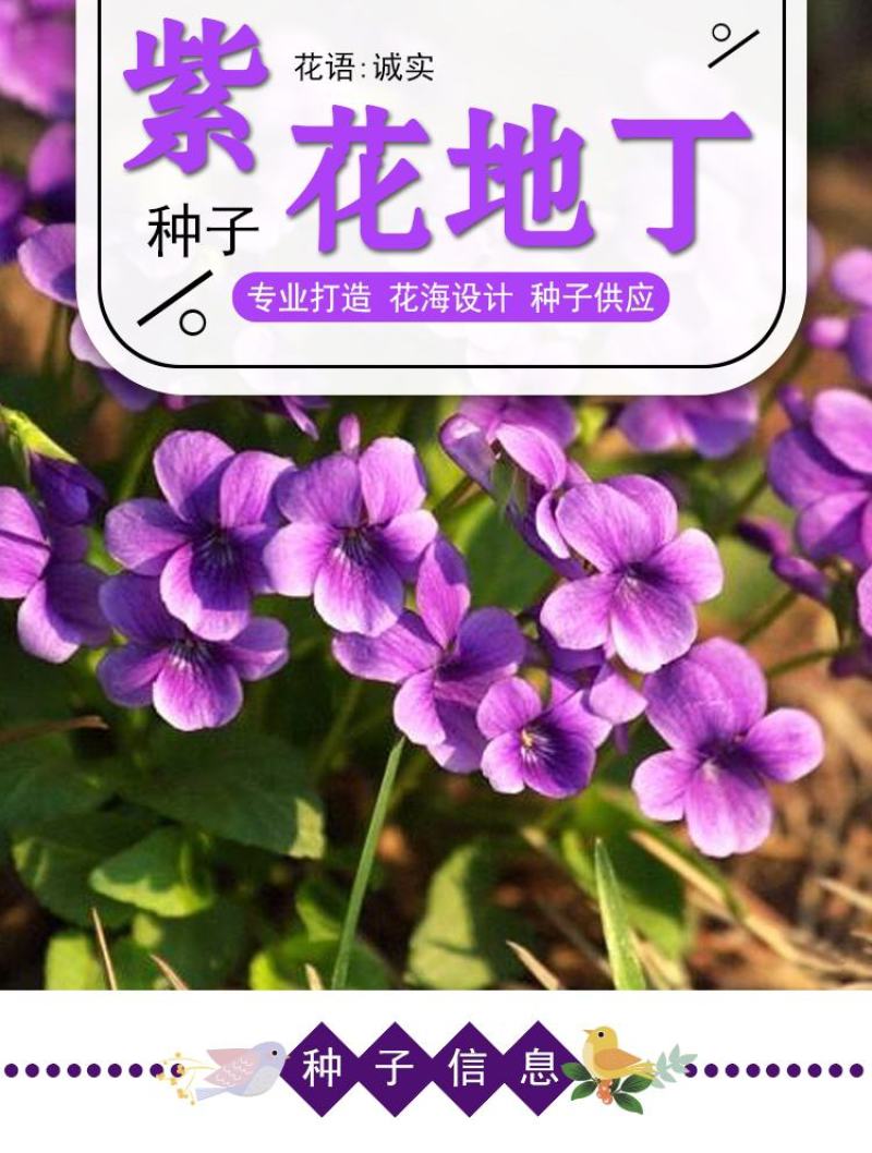 多年生紫花地丁种子地被矮生花草紫花地丁种籽春四季种植花卉