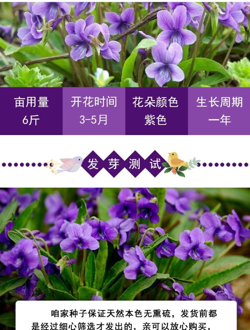 多年生紫花地丁种子地被矮生花草紫花地丁种籽春四季种植花卉