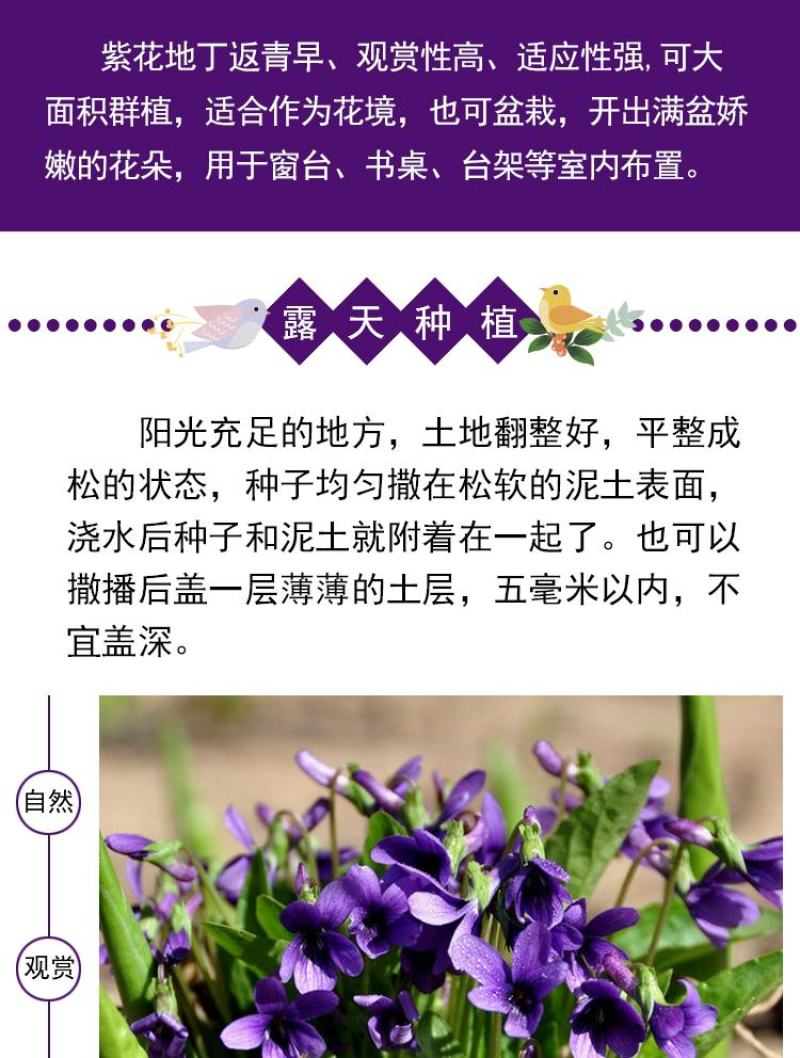 多年生紫花地丁种子地被矮生花草紫花地丁种籽春四季种植花卉