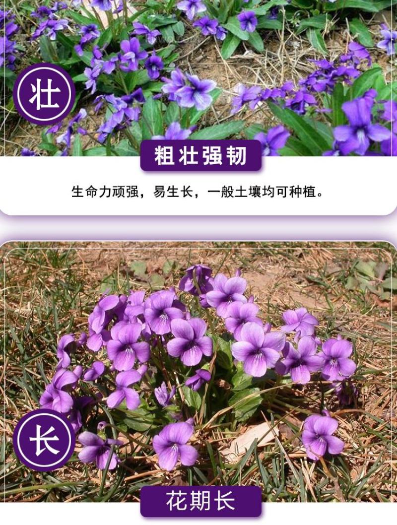 多年生紫花地丁种子地被矮生花草紫花地丁种籽春四季种植花卉