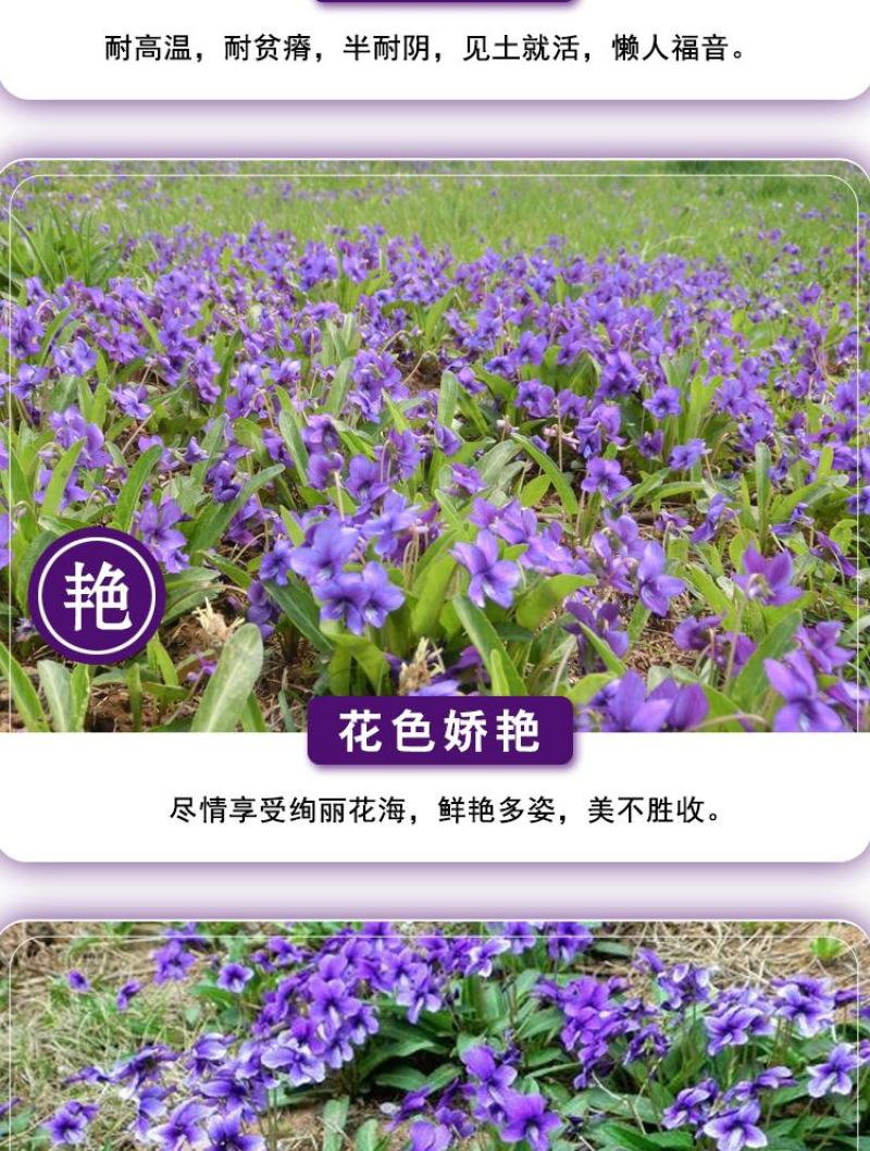 多年生紫花地丁种子地被矮生花草紫花地丁种籽春四季种植花卉