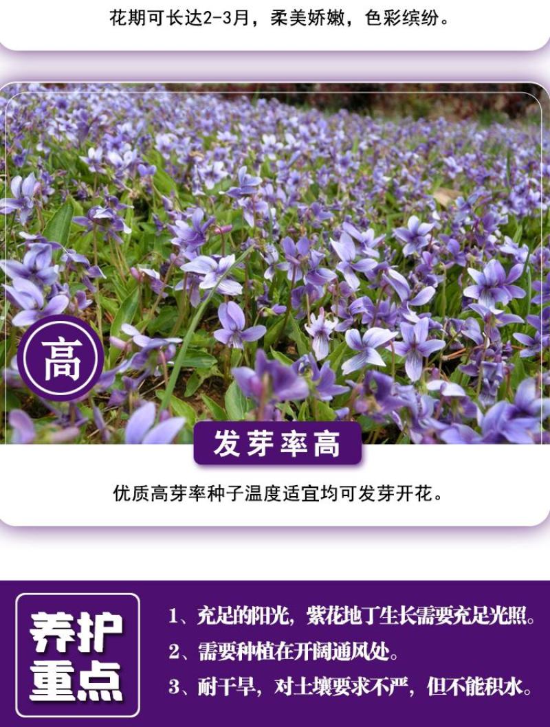 多年生紫花地丁种子地被矮生花草紫花地丁种籽春四季种植花卉