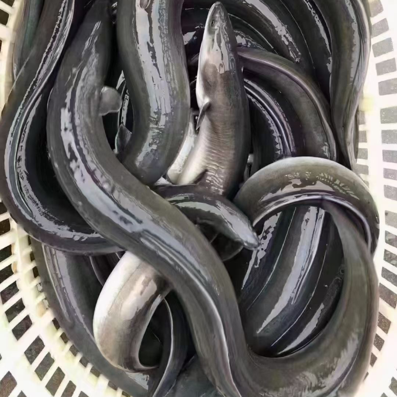 活鳗鱼全国活寄，潮汕批发，一手货源