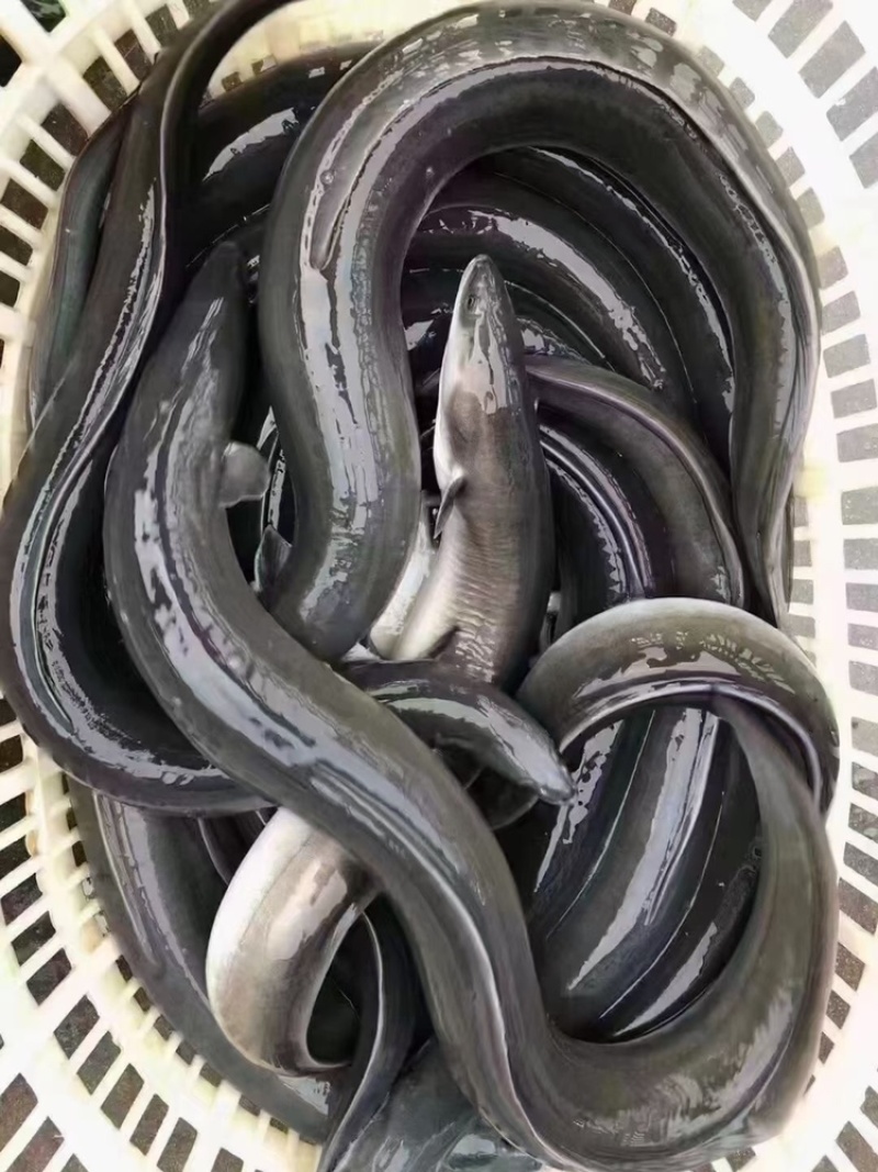 活鳗鱼全国活寄，潮汕批发，一手货源