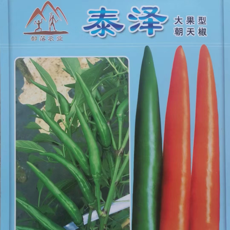 【新品上市】朝天椒种子—指天椒种植—朝天椒产地