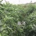【新品上市】朝天椒种子—指天椒种植—朝天椒产地