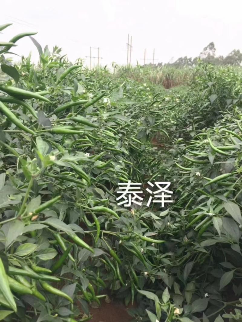 【新品上市】朝天椒种子—指天椒种植—朝天椒产地