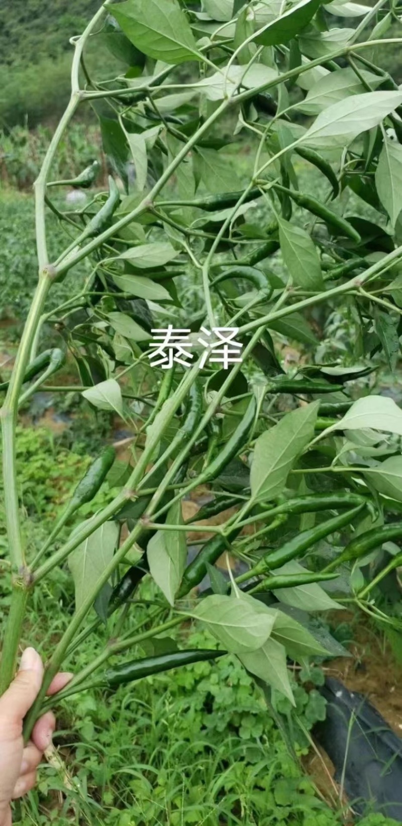 【新品上市】朝天椒种子—指天椒种植—朝天椒产地