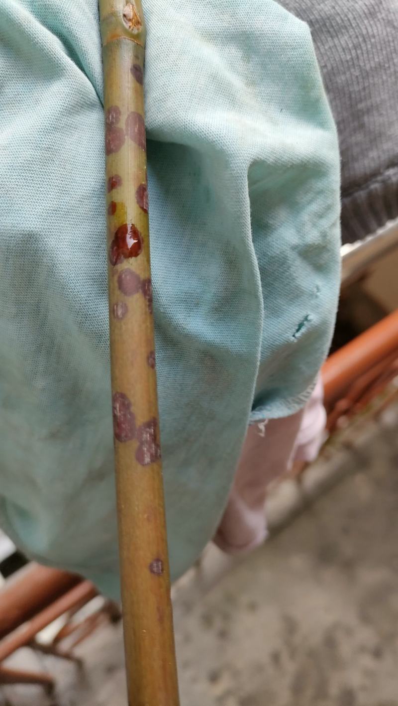 香妃竹苦竹各种杂竹