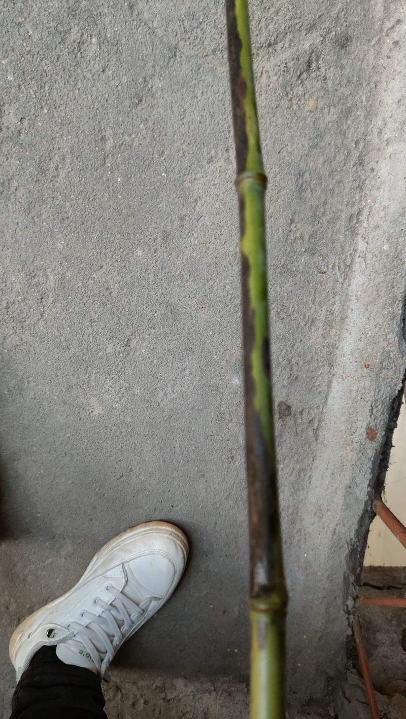 香妃竹苦竹各种杂竹