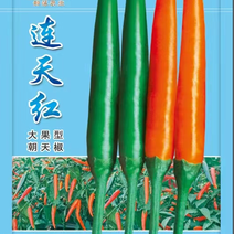 【热卖推荐】高产连天红辣椒种子—朝天椒种植—指天椒产地