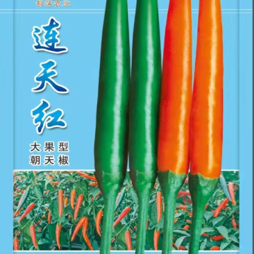 【热卖推荐】高产连天红辣椒种子—朝天椒种植—指天椒产地
