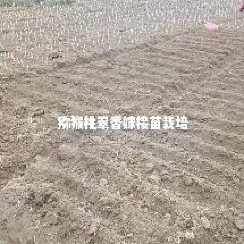 湖南湘西猕猴桃嫁接苗大量有货，欢迎前来咨询采购