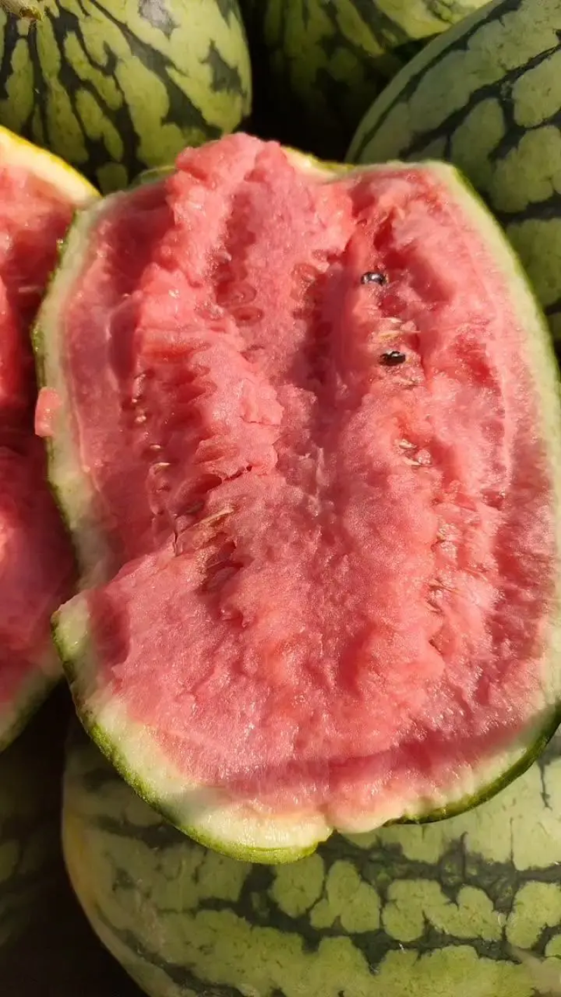 早春红玉西瓜安徽西瓜小西瓜货源充足稳定视频看货