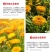 金盏菊种子矮生长生菊花种籽室内盆栽多年生花草庭院花卉四季