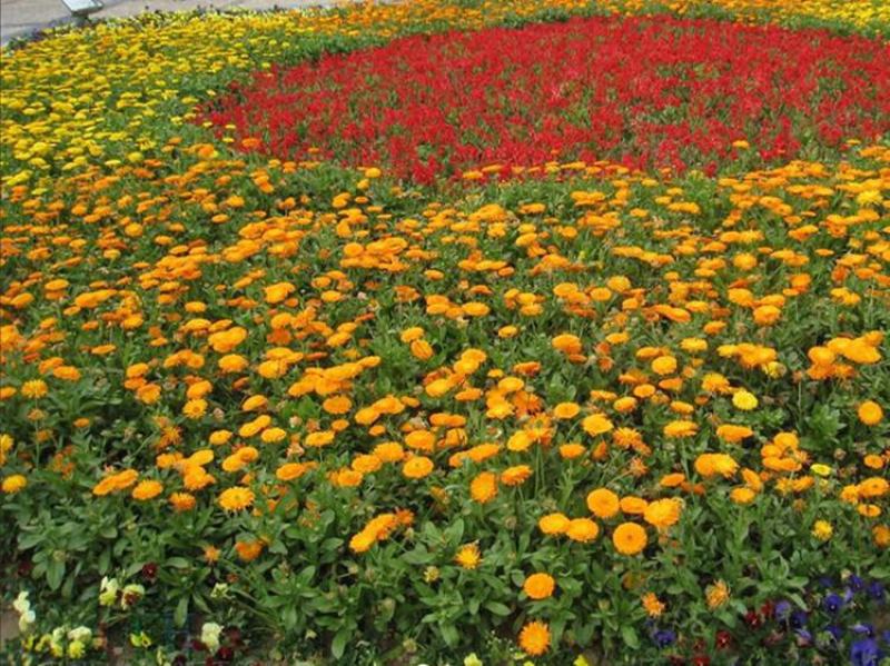 金盏菊种子矮生长生菊花种籽室内盆栽多年生花草庭院花卉四季