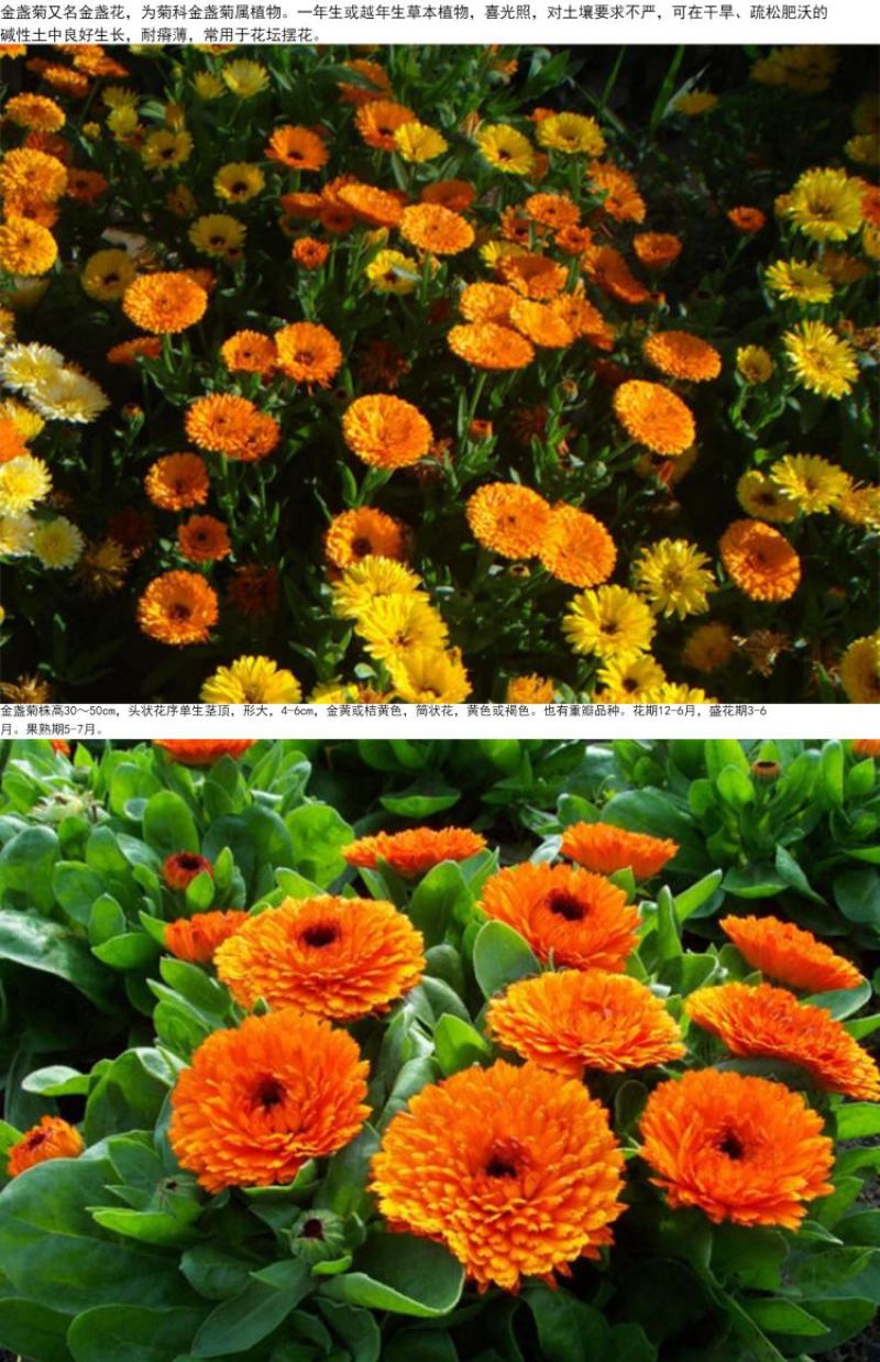 金盏菊种子矮生长生菊花种籽室内盆栽多年生花草庭院花卉四季