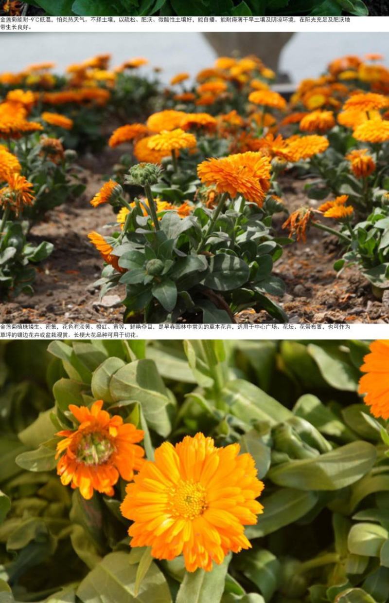 金盏菊种子矮生长生菊花种籽室内盆栽多年生花草庭院花卉四季