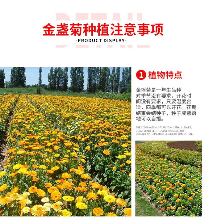 金盏菊种子矮生长生菊花种籽室内盆栽多年生花草庭院花卉四季
