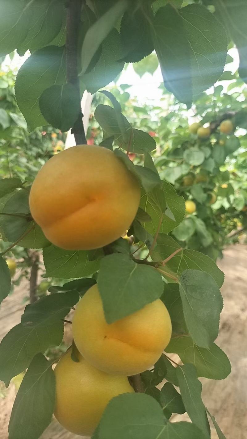 河南安阳金太阳杏黄杏酸甜可口大量上市大量出售量大从优