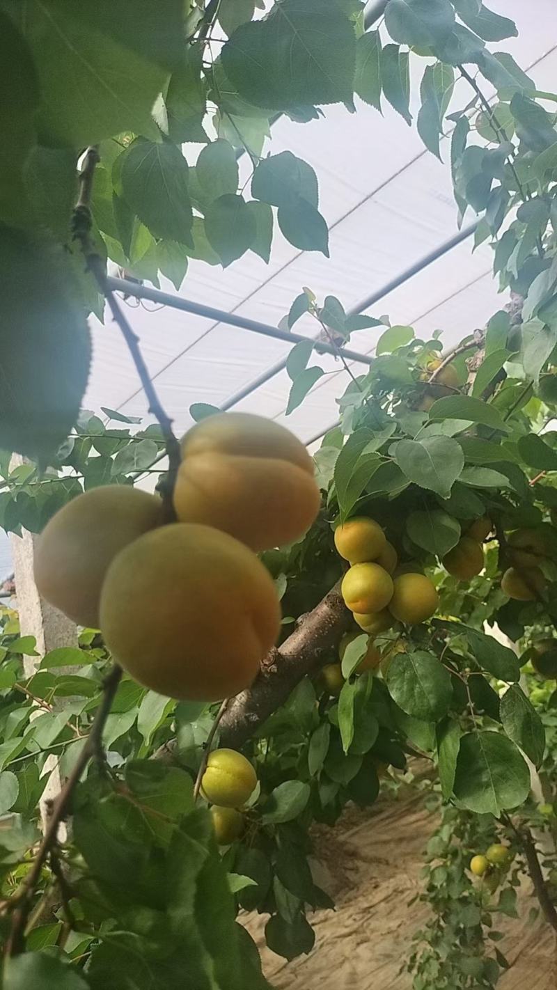 河南安阳金太阳杏黄杏酸甜可口大量上市大量出售量大从优