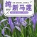 马莲籽花种子马蔺马莲种马兰花种子庭院耐旱耐寒简单草种籽蝴